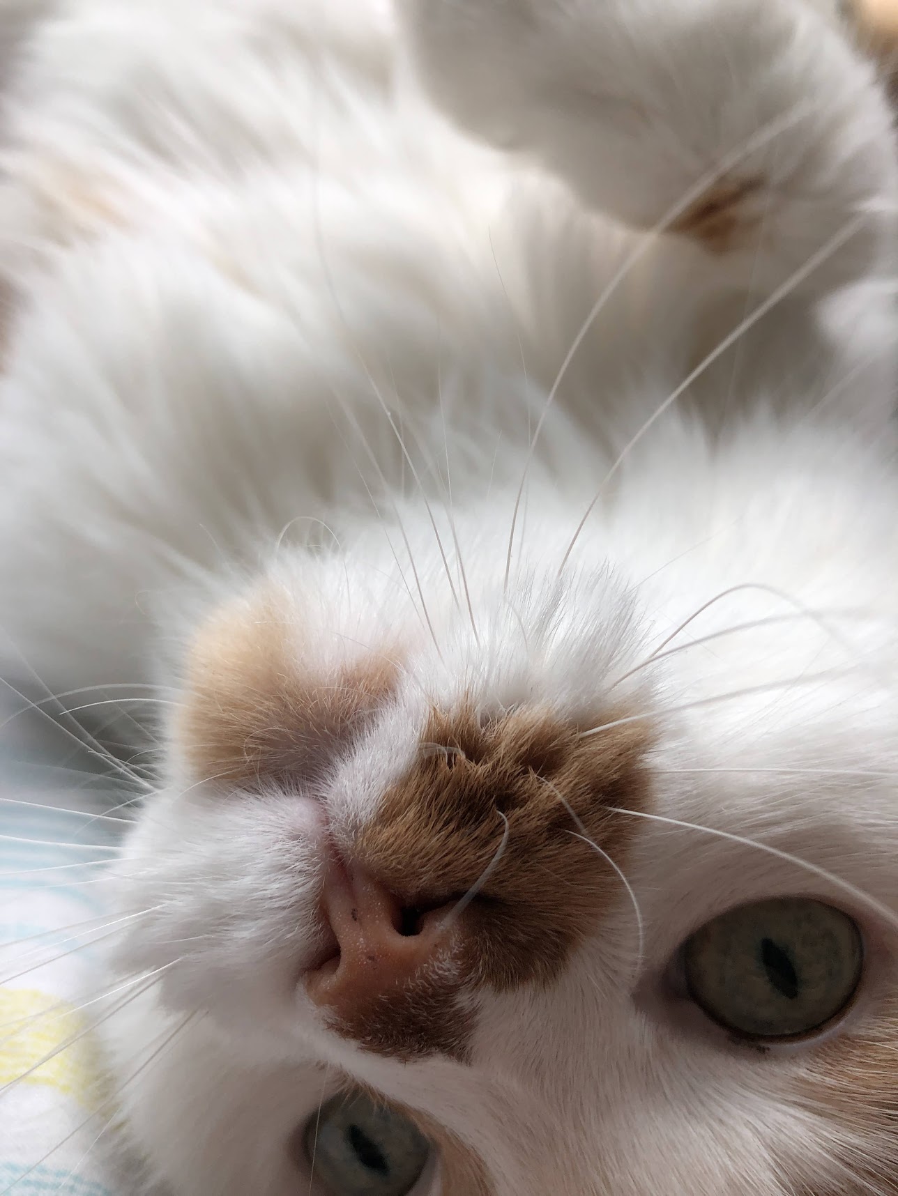 Sana Hayranım #10 Yalçın Pembecioğlu